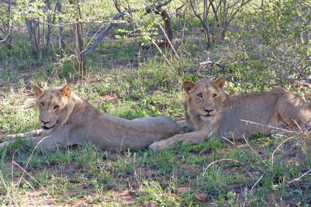 A pair of young lion brothers playing in the grass offer us tourists a great African wildlife safari experience.