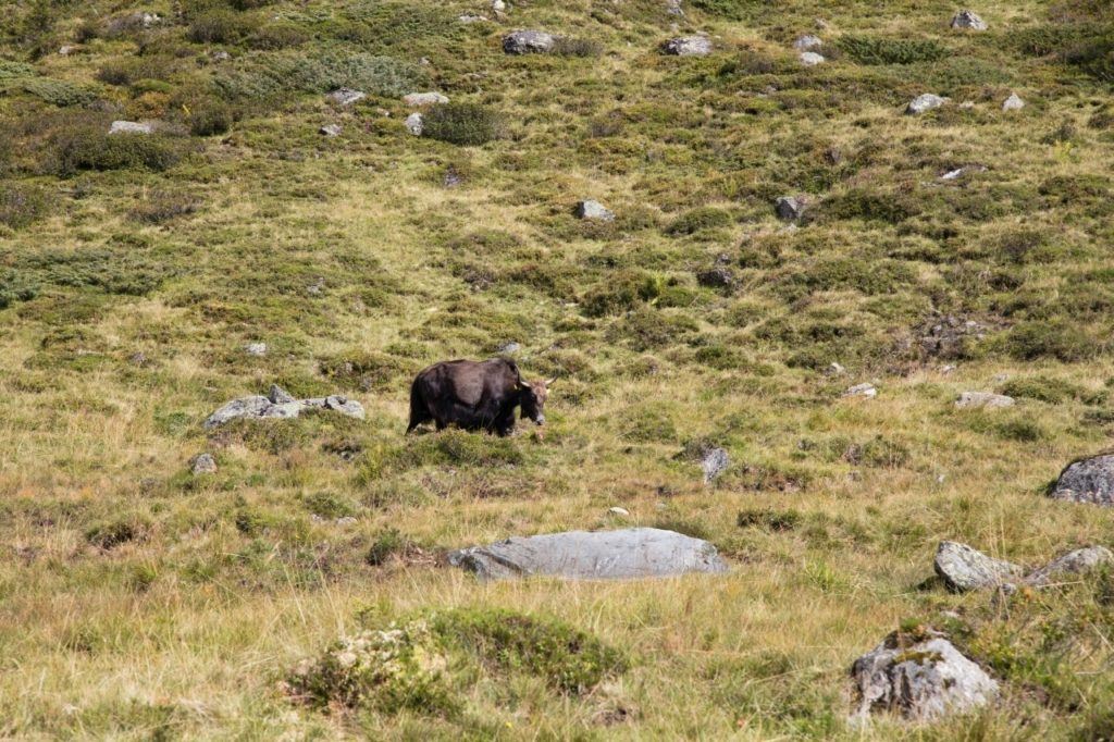 A lonely cow in the high alpine pastures of the Grossglockner High Alpine Road .