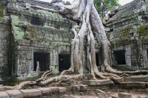 Massive tree roots spreading over a temple in Anglor Wat.