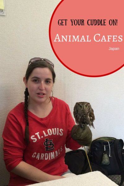 Missing your pet while you travel? go to an animal café Japan!
