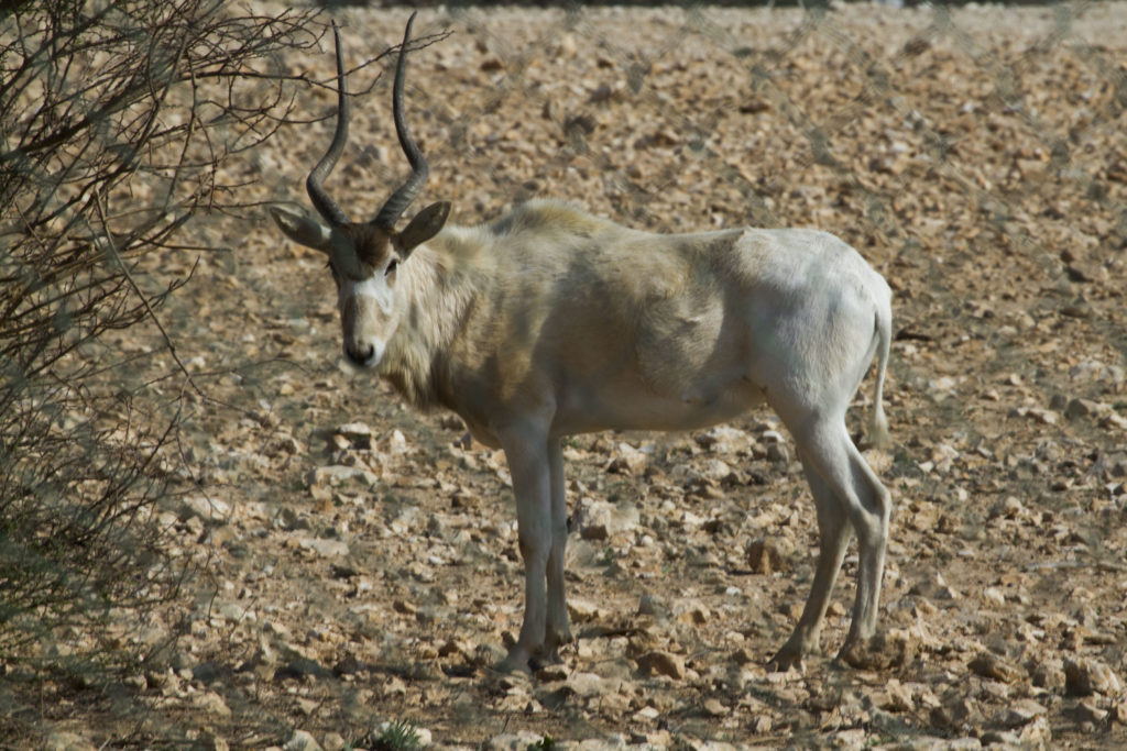 An Arabian Oryz in Qatar.
