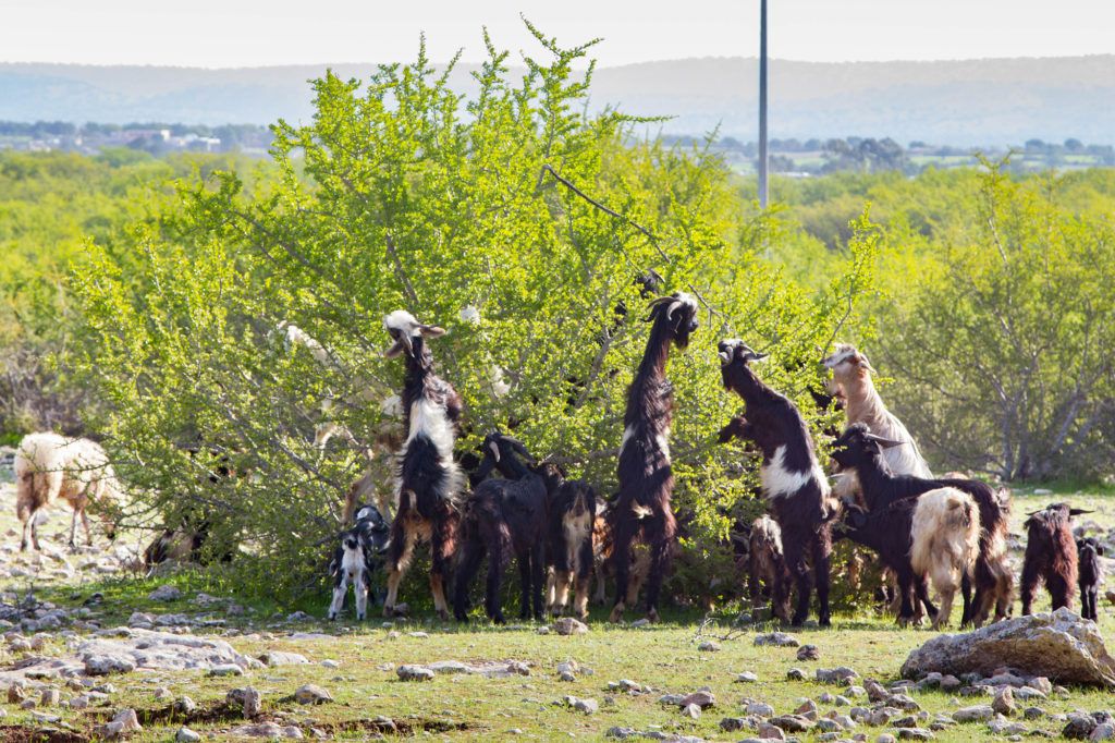 Goats in trees are a popular sight, and the best place to see goats in trees in Morocco near Essaouira.