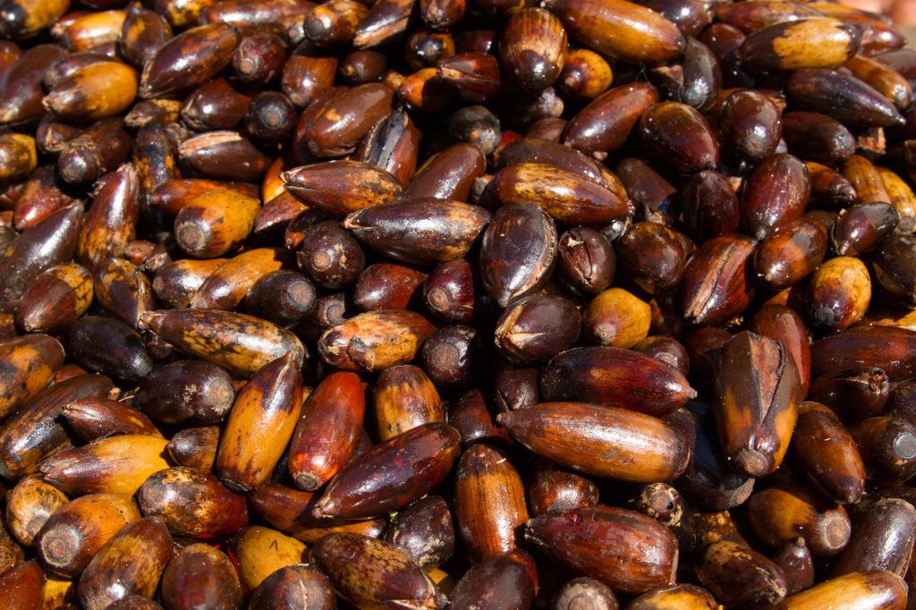 A pile of Argan nuts, which are prized for their oil and are the favorite food of local goats.