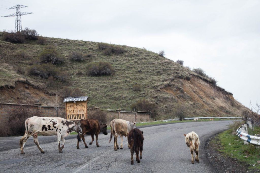 Some road hazards include animals on the road at all times.