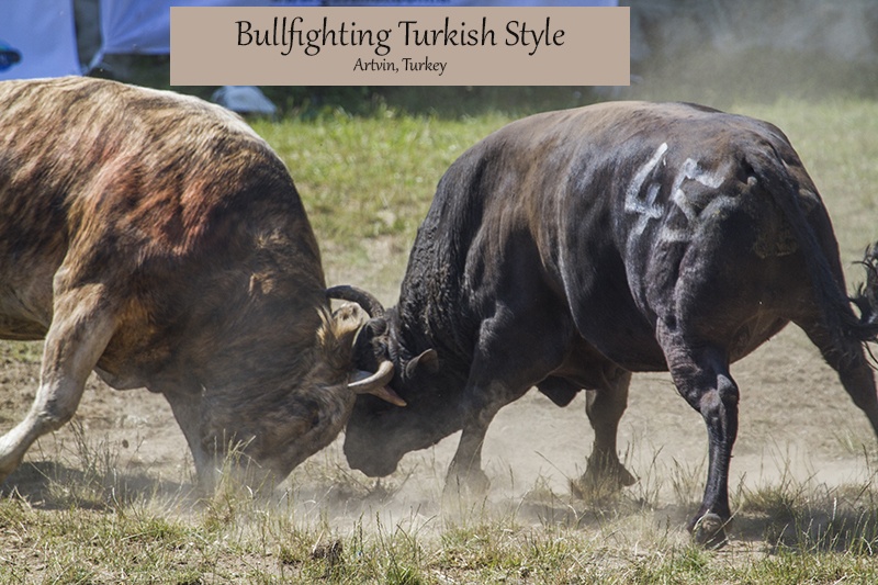 Bullfighting Oil Wrestling