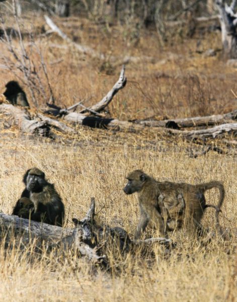 Baboon Family behind a log.