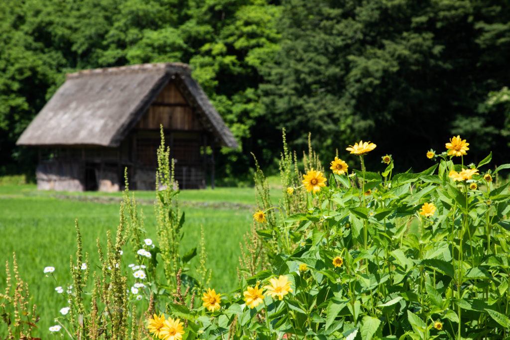 A thatched roof house and rice paddy in the gasho zukuri village of Japan.