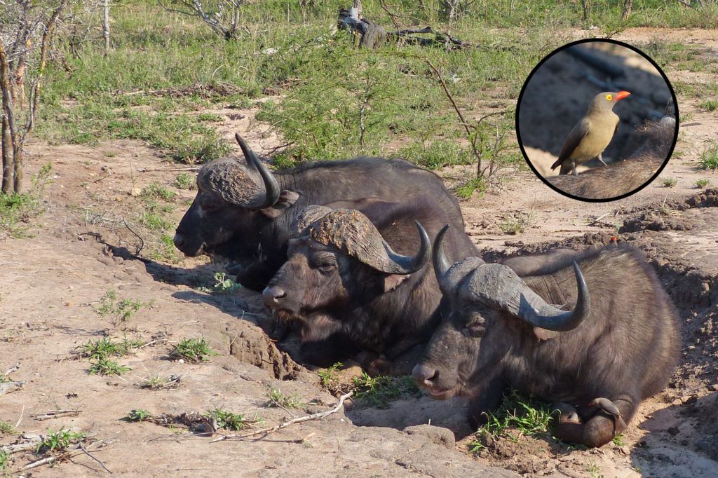 Cape Buffalo lying in the mud to keep cool while being groomed by birds appropriately called red-billed oxpeckers.