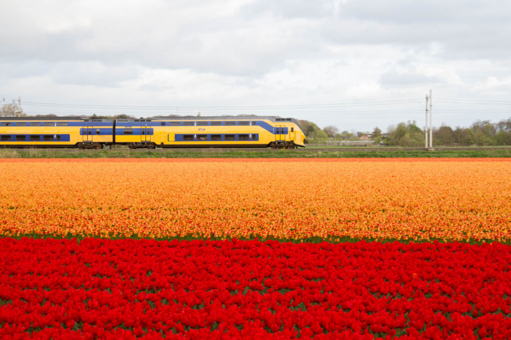 Tulip time, tulip season in the Netherlands is the time to visit. Train and flower fields.