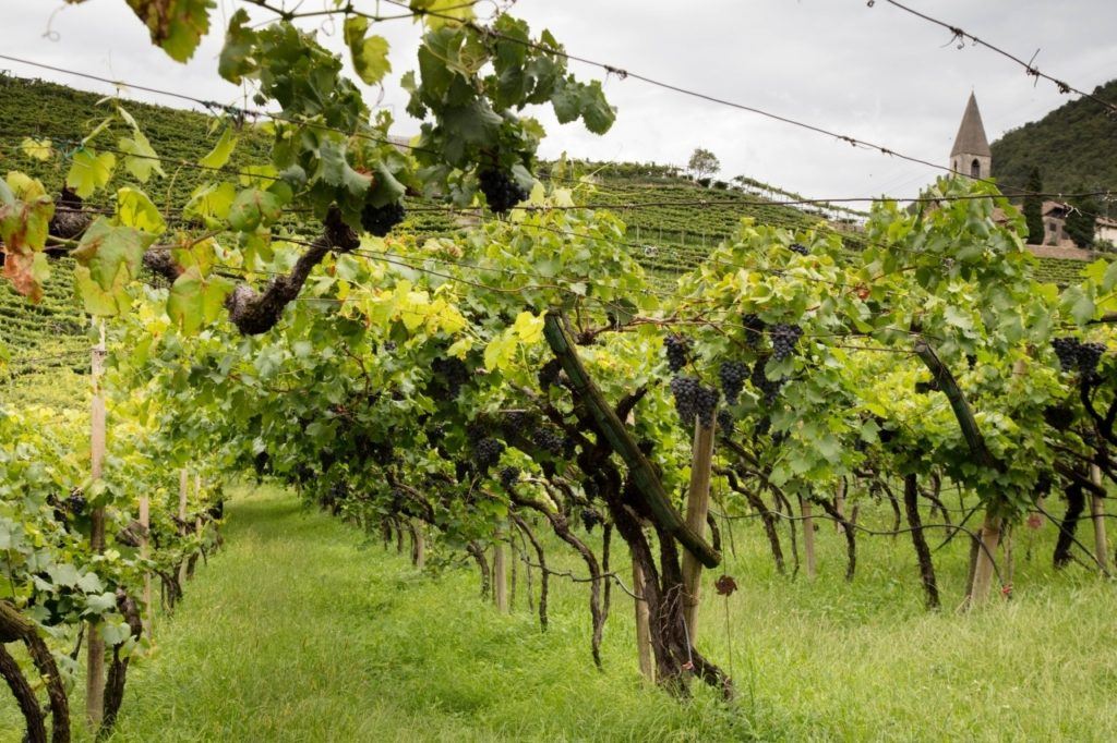 Bolzano grapes growing up the sides of the hilss on the edge of town.