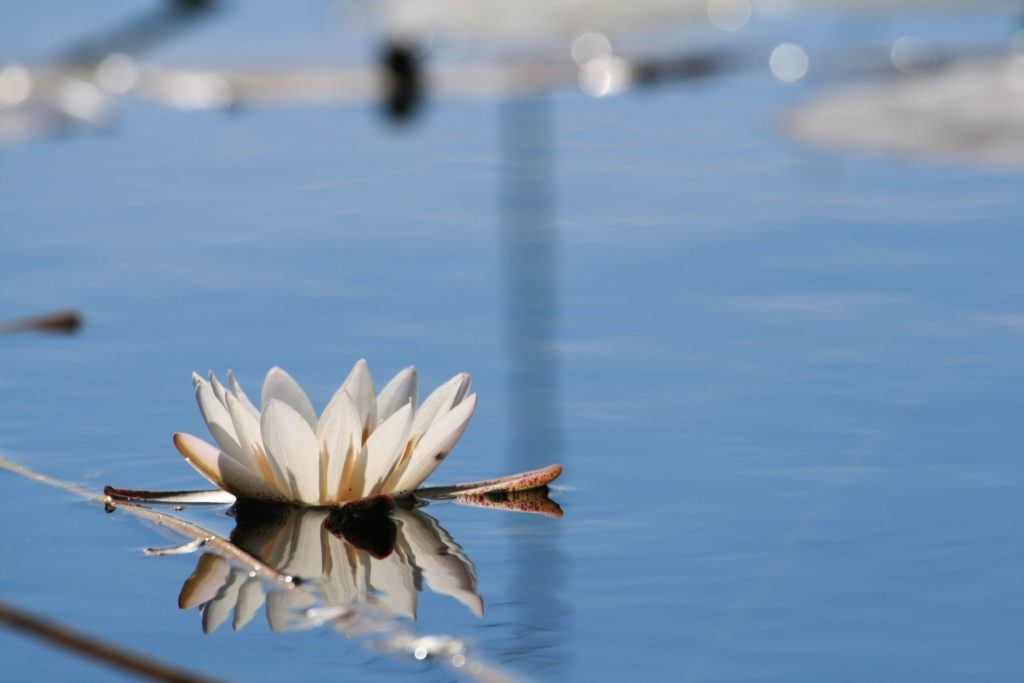 A beautiful water lily blooming in the Okavango Delta wetlands.