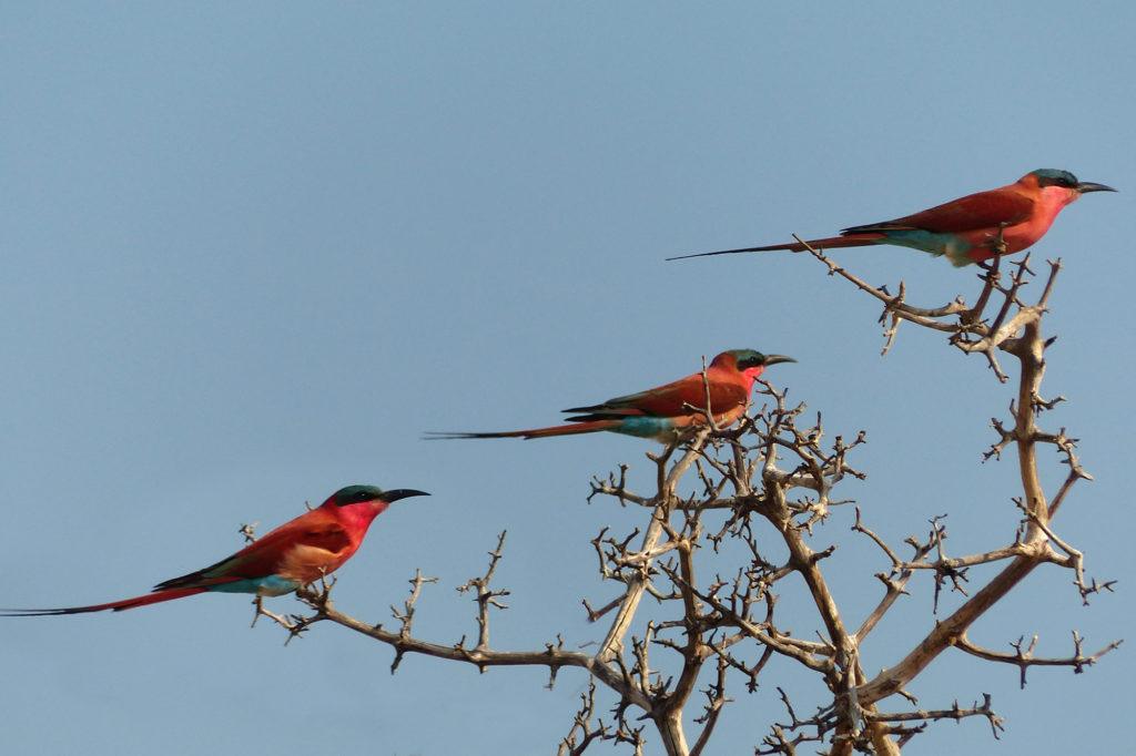 Three carmine bee-eaters in a tree in Chobe National Park, Botswana.