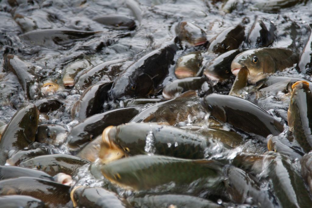 The carp waiting to be fed at Balikligol.