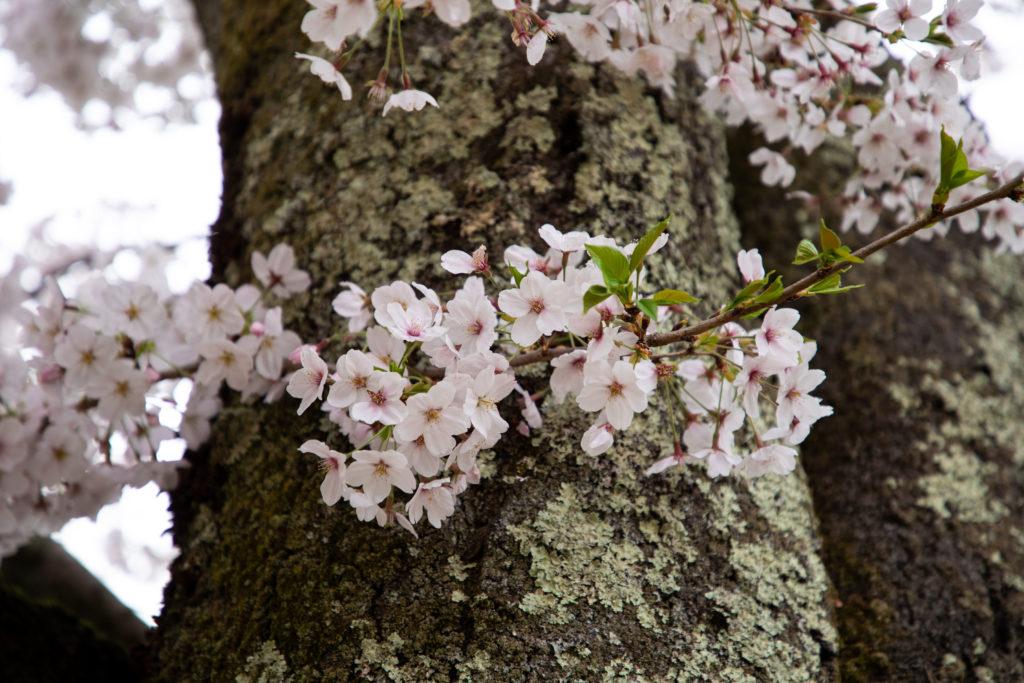 The delicate cherry blossoms and the tough cherry tree wood covered in lichen is an iconic shot during cherry blossom season in Japan.