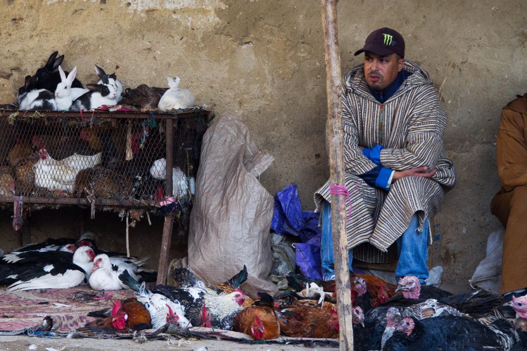 Rabbits for sale for food in Fez.
