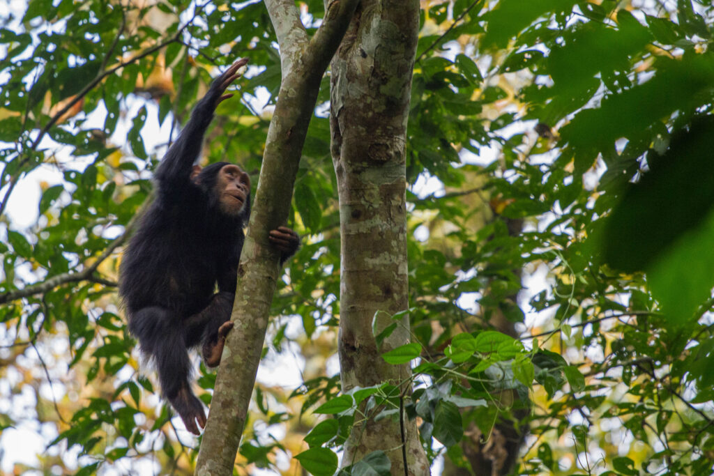A baby chimpanzee climbs a tree on our Uganda Self Drive tour.