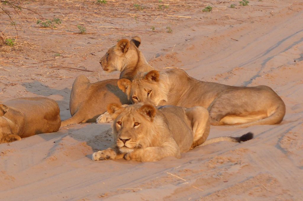 On a Chobe safari, we spotted this content looking pride of lions lying about in the sand.