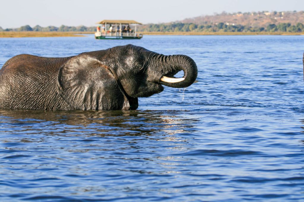 Chober river cruise boat on the other side of the elephant that was swimming across the river.