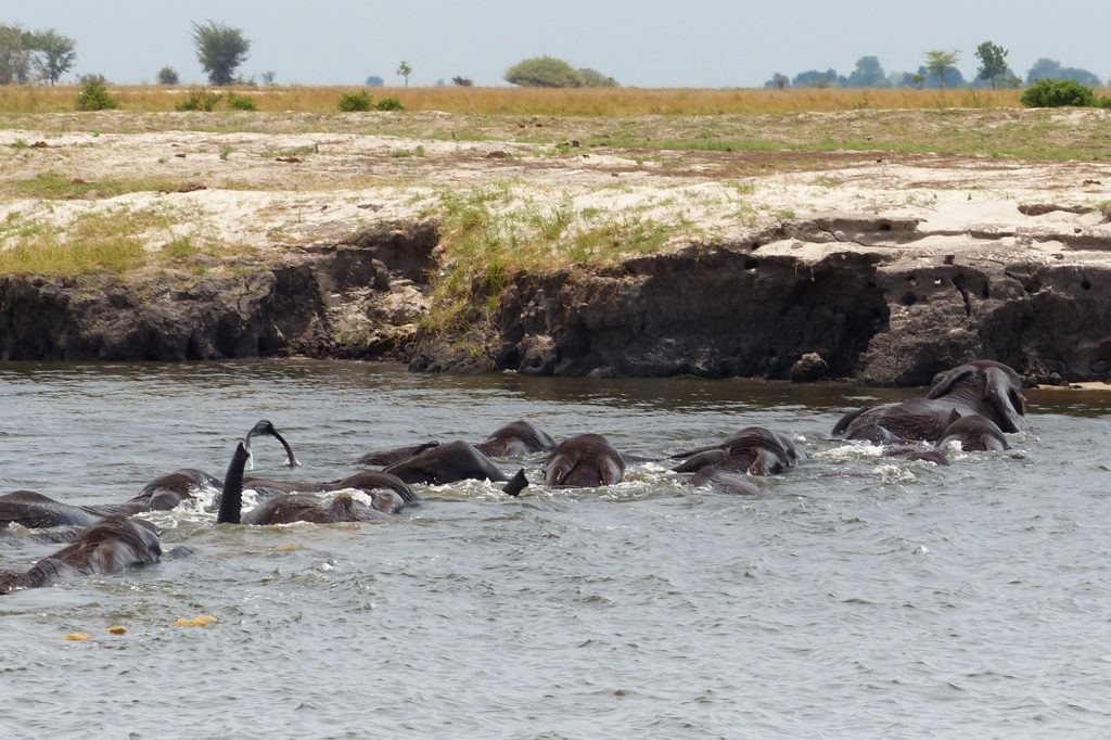 Elephants Swimming across the Chobe River, Botswana.