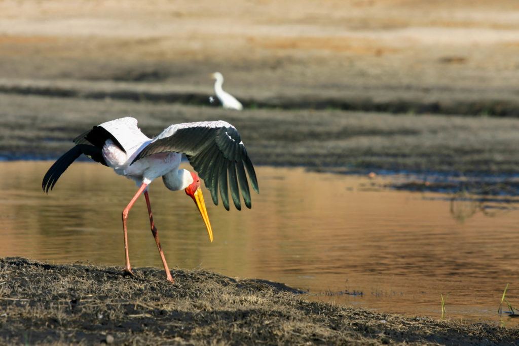 From our cruise boat, A Yellow billed stork on the Chobe River.