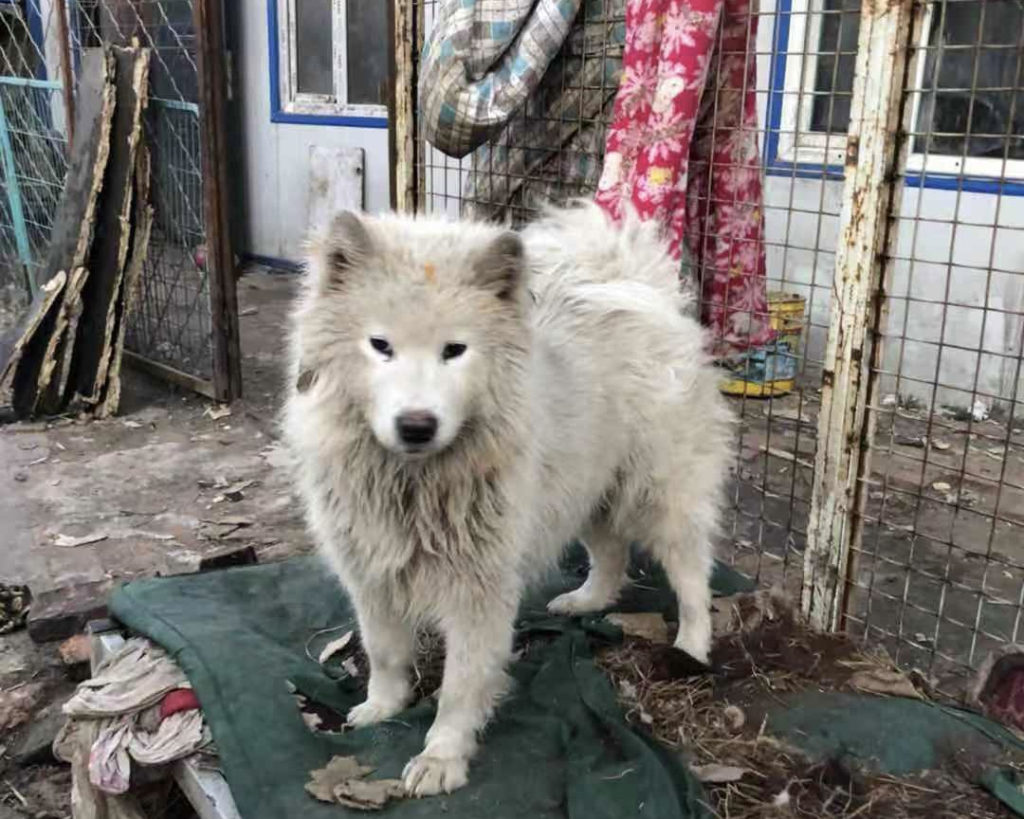 Despicable conditions dogs in the meat trade live.