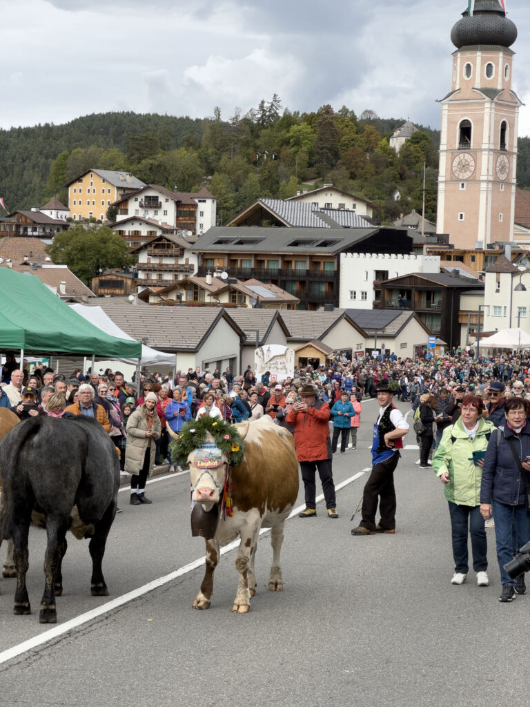 A tired cow is done with this festival in the Dolomites.