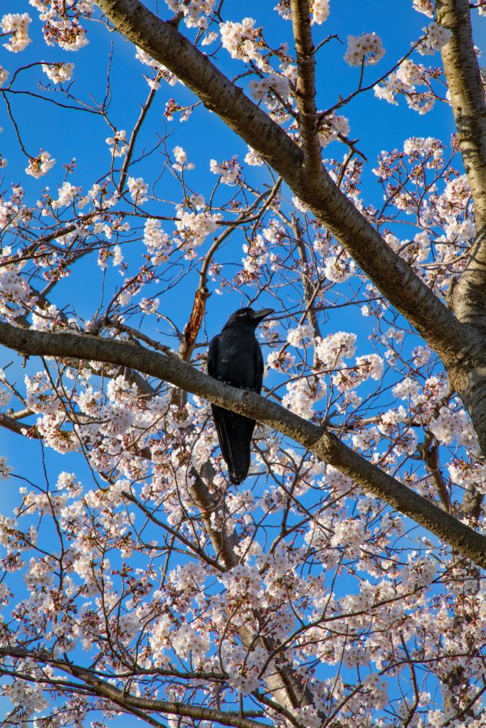 Even the birds love a good cherry tree during a Japanese cherry blossom festival.