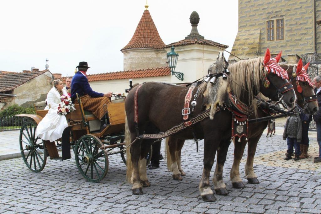 A wedding party in a horse-drawn cart in the Czech Republic.