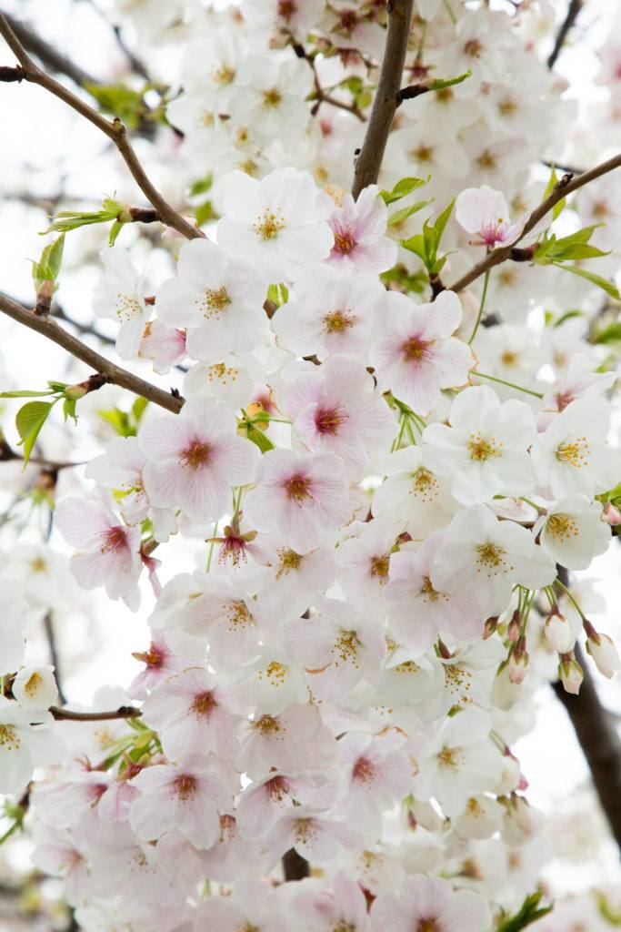 Somei-yoshino cherry blossoms can be found in all cherry blossom festivals throughout Japan.