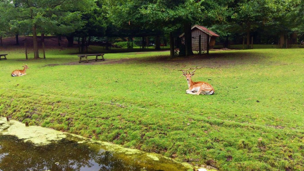 2 deer lay on the grass in Den Haag.