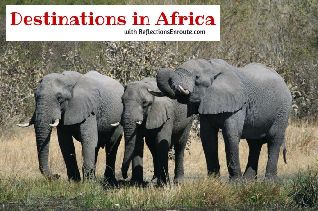 Elephants welcoming you to Africa.