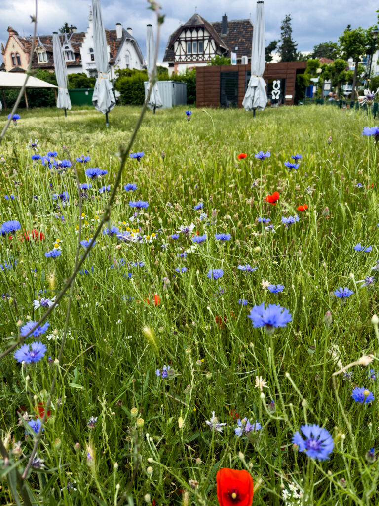 Wildflowers in front of the Bad Dürkheim Tourist office.