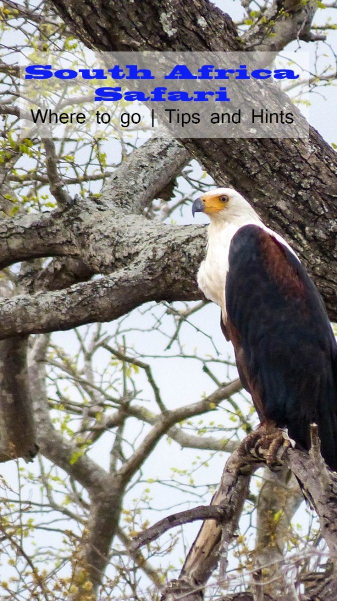 Chasing the Big 5 animals in South Africa at Thornybush Game Reserve.