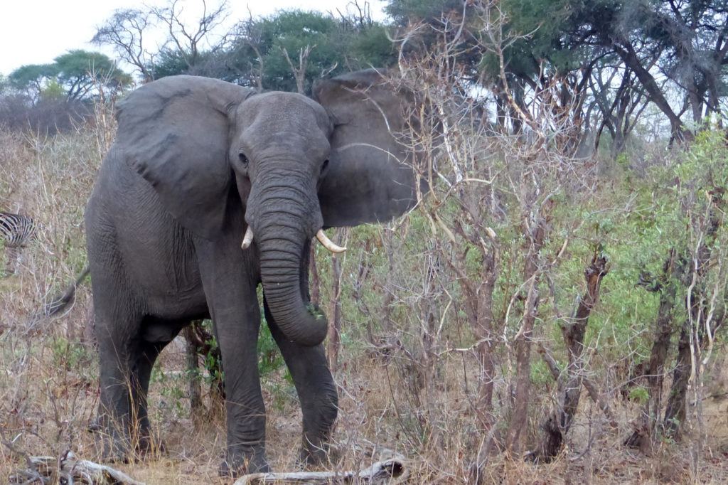 Elephant seen while we were on a safari game drive, the best part of Africa travel.