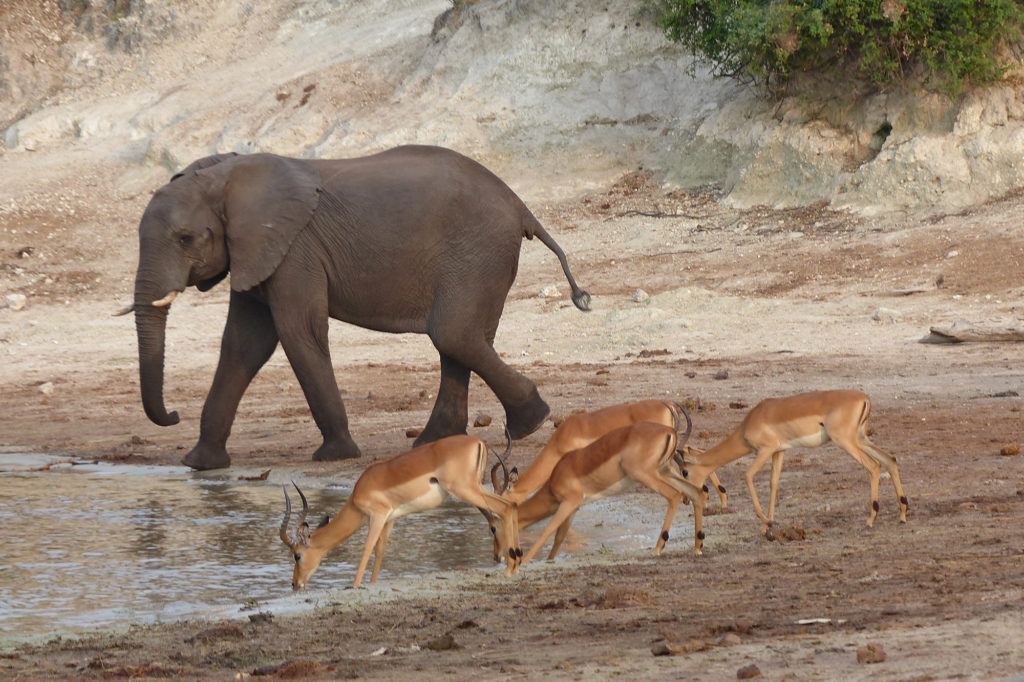 An elephant and four impalas share a drink from the Chobe River in Botswana.