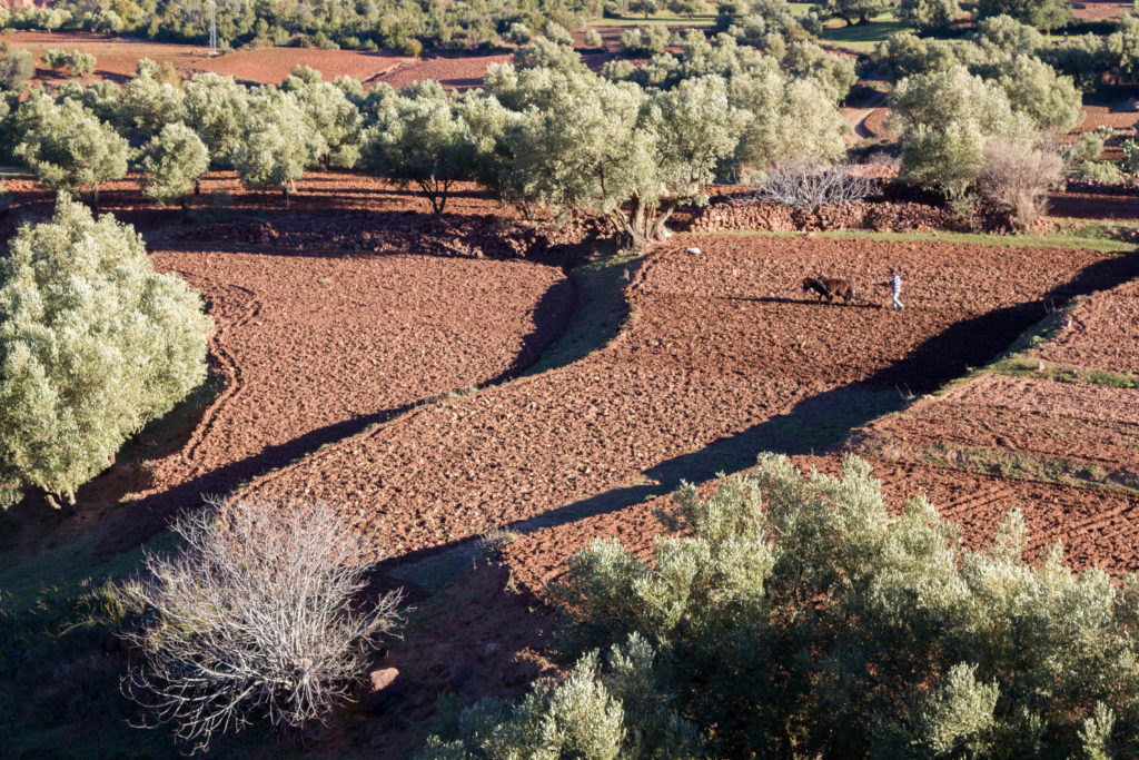 A farmer plows in late afternoon along the road of the High Atlas.
