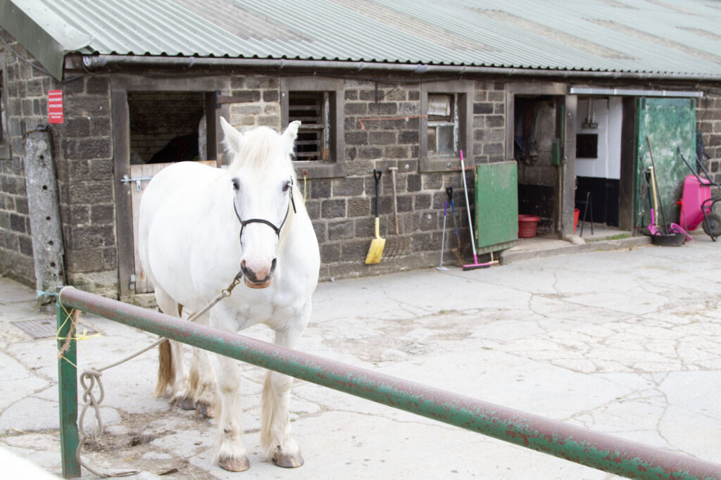 Horse from our farmstay in England.