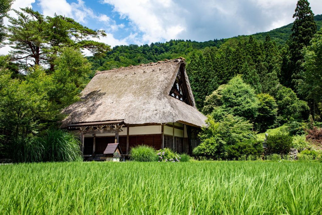 Summer in Shirakawa-go is green which highlights the tan thatch on the world heritage roofs.