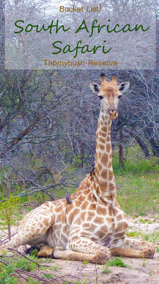 Chasing the Big 5 animals in South Africa at Thornybush Game Reserve.