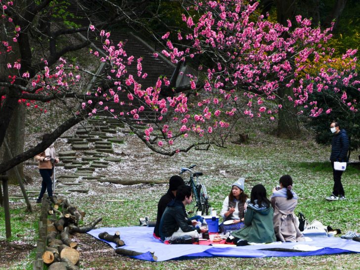 Hanami picnics are popular under the beautiful cherry blossoms.