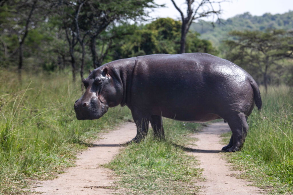 Hippon on the track in Mburo National Park; one of our stops on our Uganda itinerary.