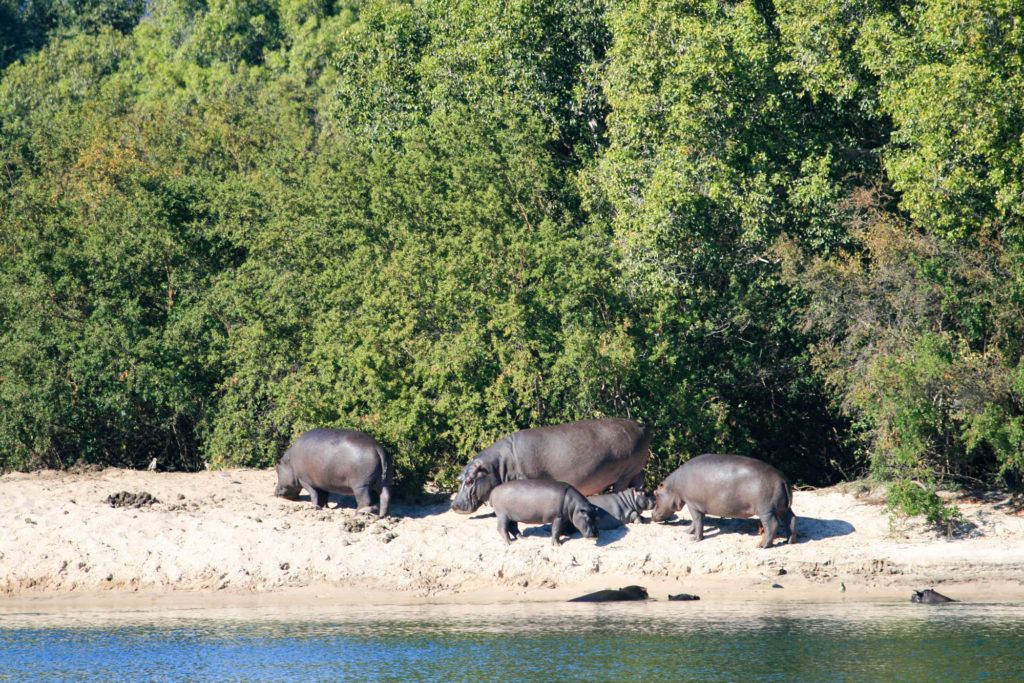 Family of hippos on the beach of the Zambezi River, Zambia.