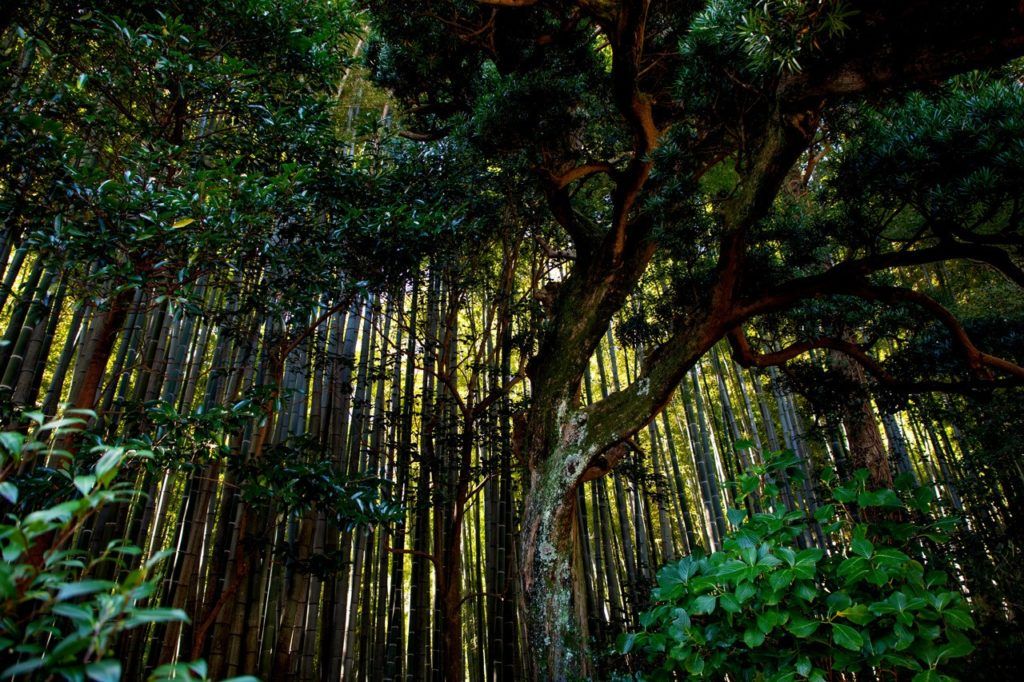 Kamakura Bamboo Forest.