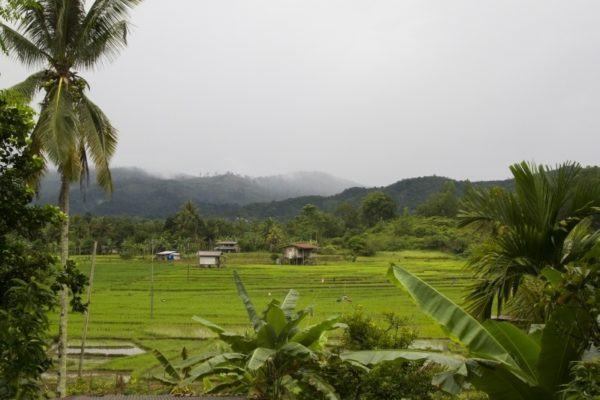 The Malaysian countryside.