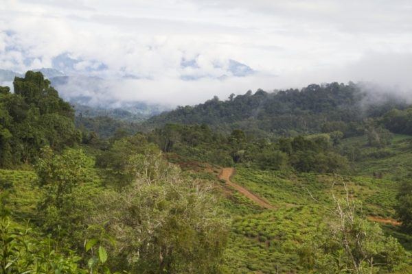 Dirt roads in the mountains of Malaysia.