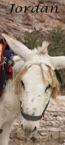 Jordan, one of the best countries to travel to in the Middle East. Go for Petra, leave loving the people and the food!