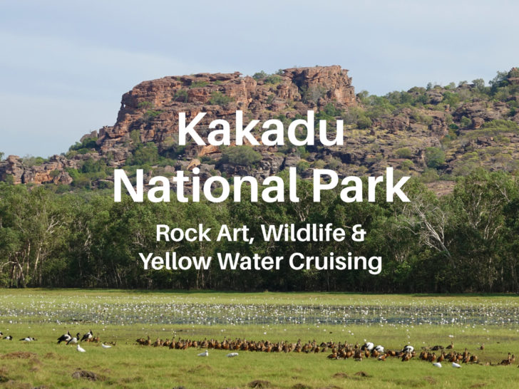 The Anbangbang billabong in Kakadu National Park filled with white water lilies and surrounded by ducks and geese.