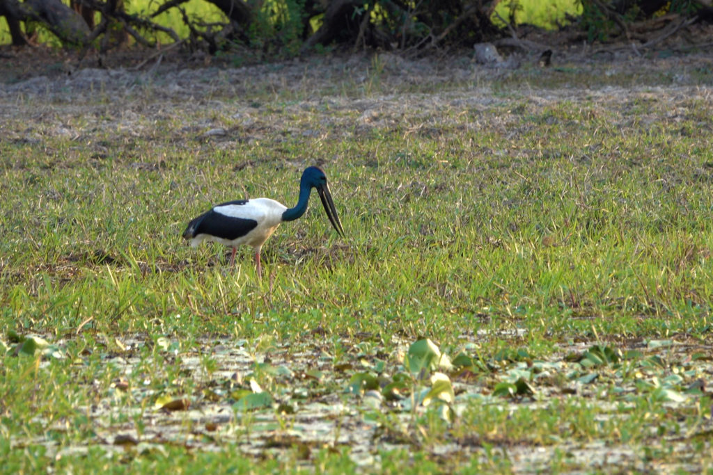 A black-necked stork in Kakadu National Park. In Australia, this bird is called a Jabiru.