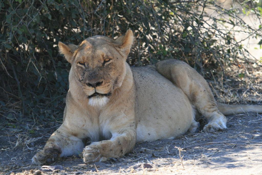 Lioness covered with flies and with a big, full belly after a good feed.