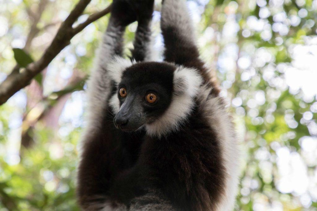 A white and black raft lemur.